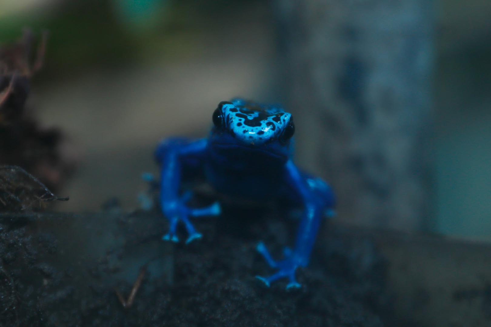 Blue poison dart frog looking at the camera (eye-contact) IMAGE: Laura Moore (2023)